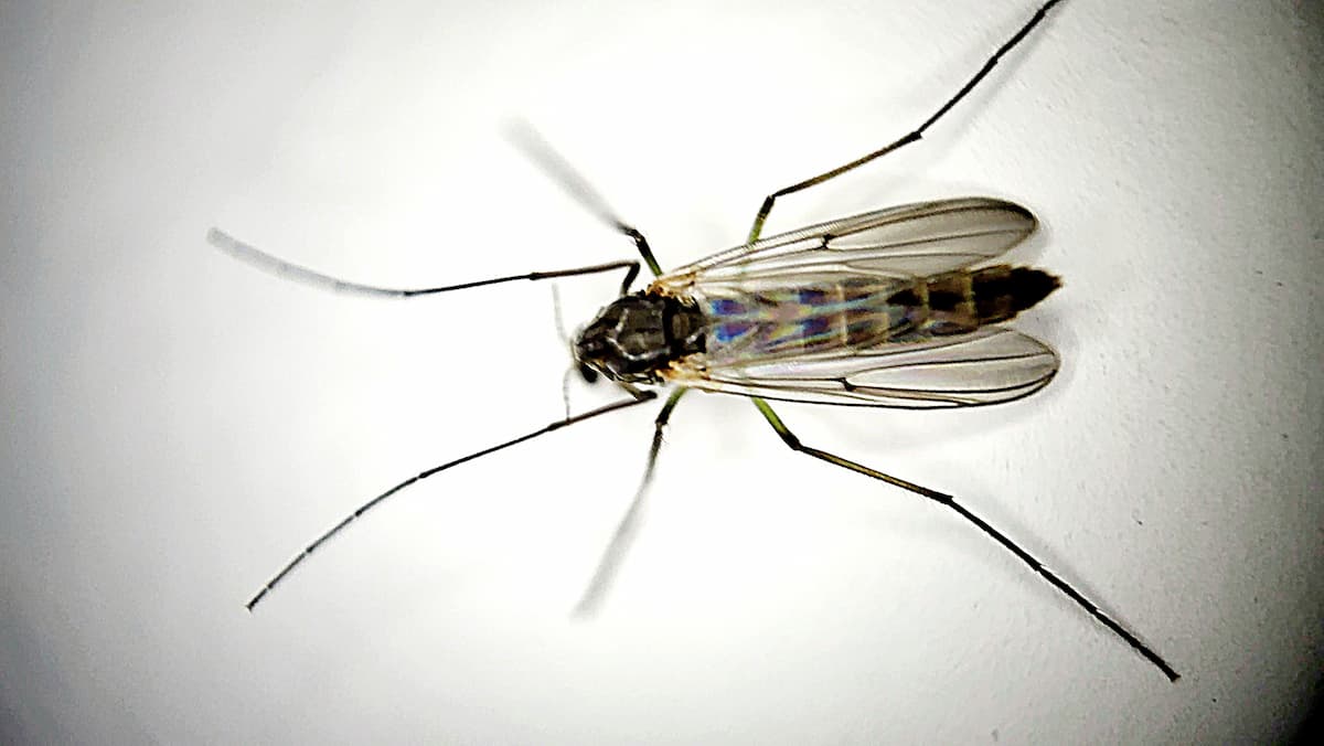 Un insecticide naturel qui élimine les larves de moustiques dans l'eau