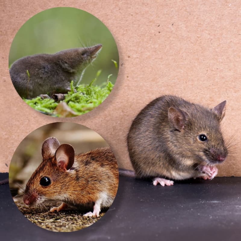 Les 3 types de souris présentes chez vous ! Décryptage
