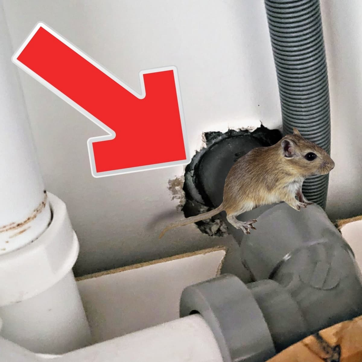 Comment se débarrasser des souris et rats dans une maison ?