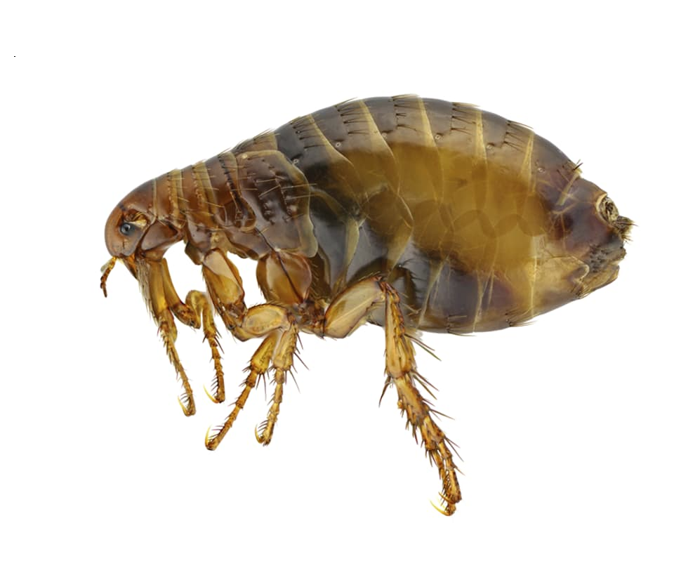 Pourquoi les puces piquent-elles ?