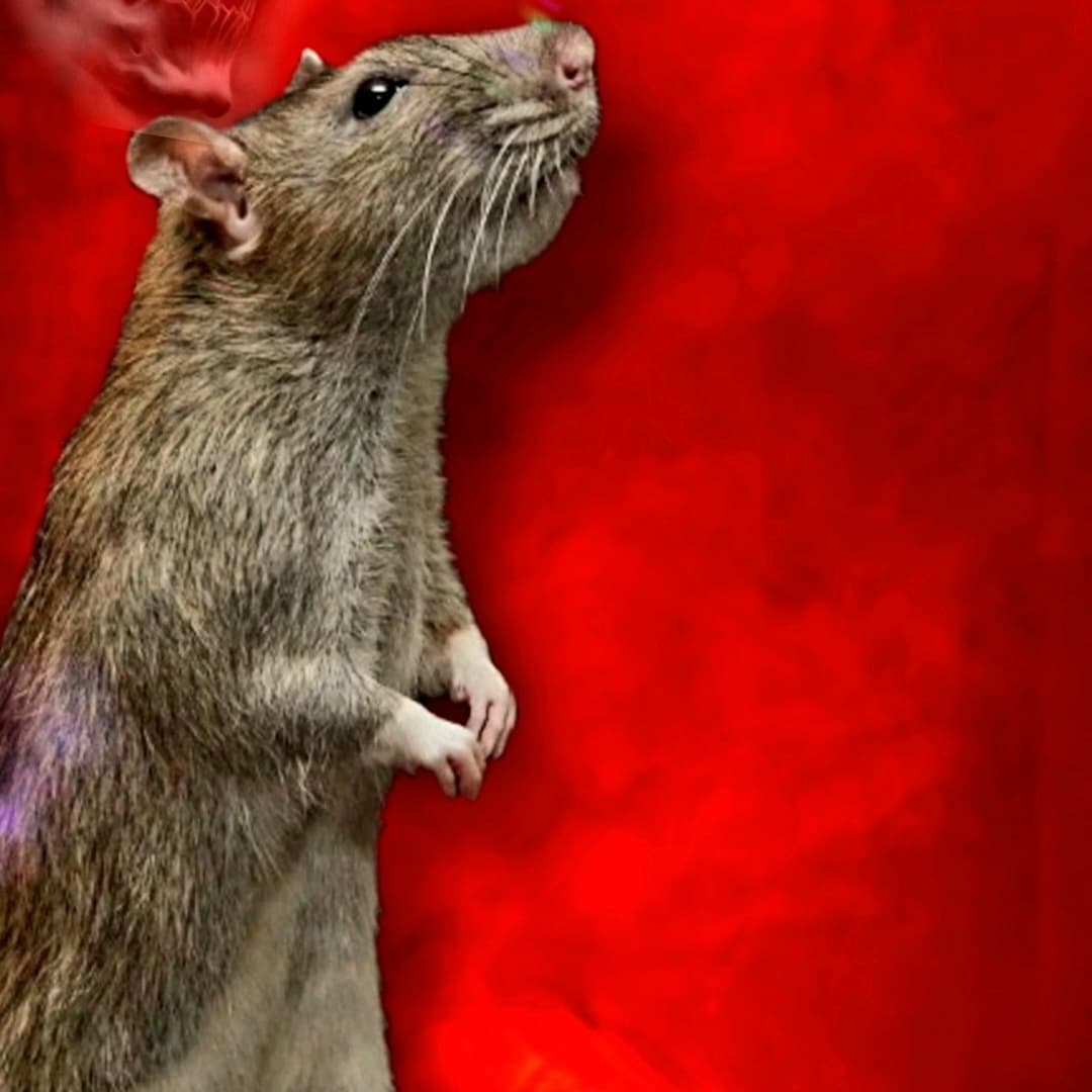 Rats Sur Le Piège À La Colle De Rat. Déplacez La Souris Dans Une