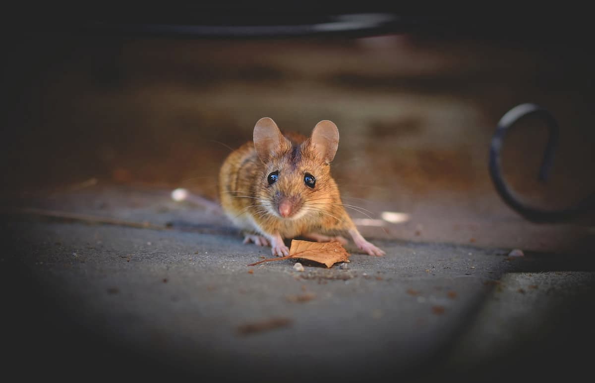 Répulsif contre la souris Digrain Protection Anti Rongeurs en vente