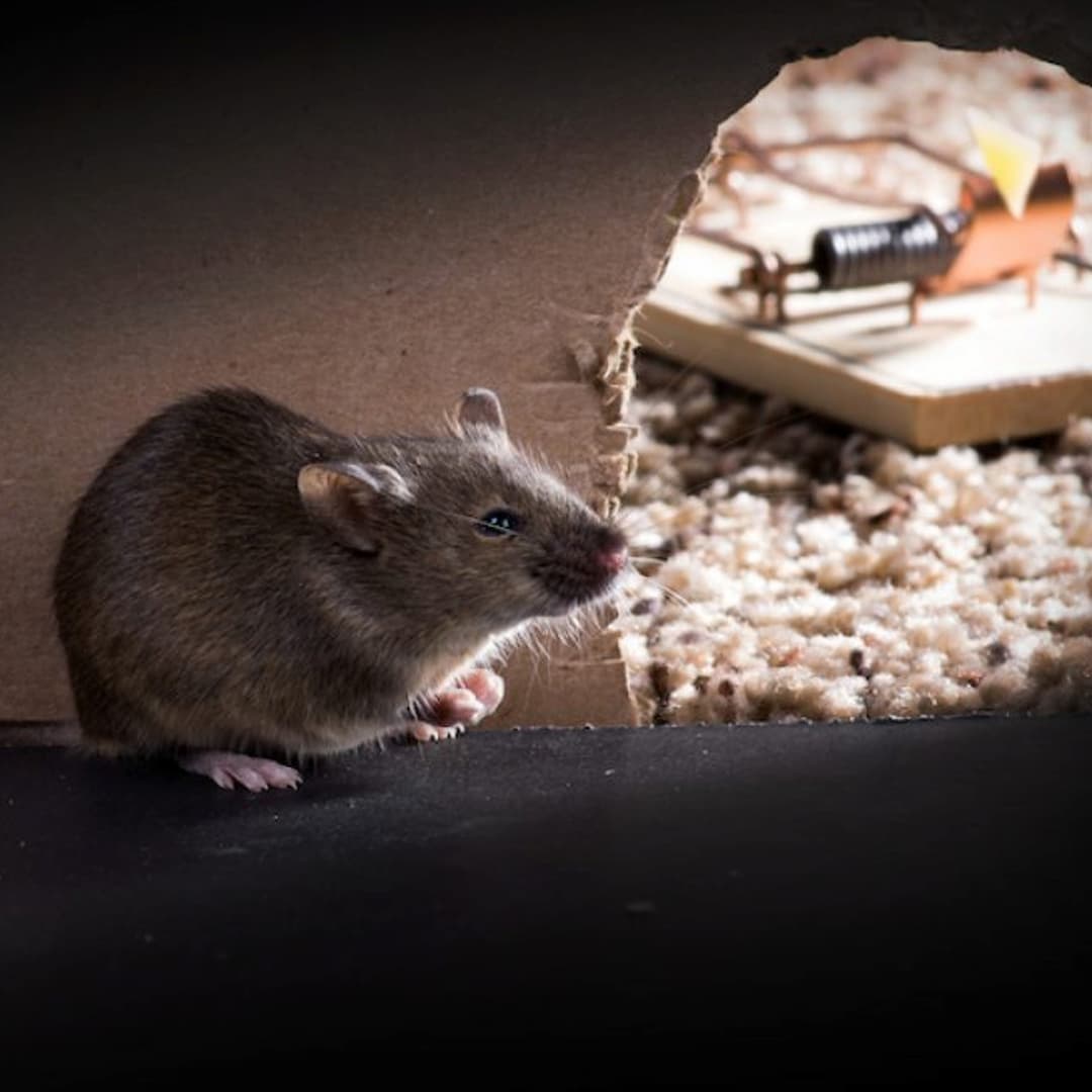 Digrain colle à rats et souris