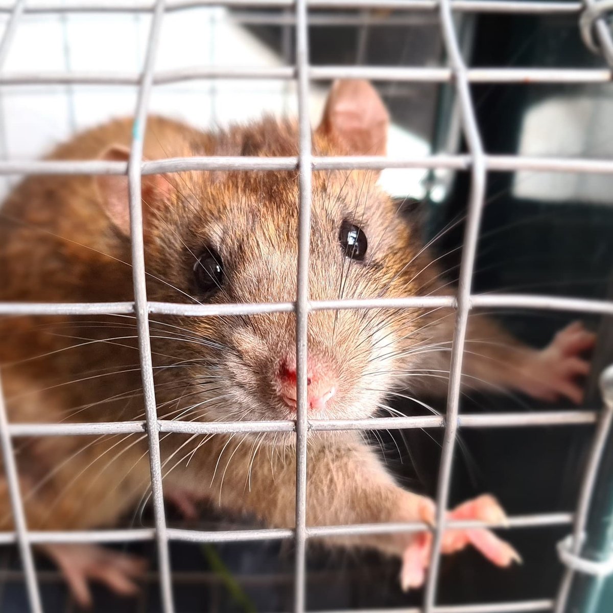 Anti rat : le top 3 de notre expert !